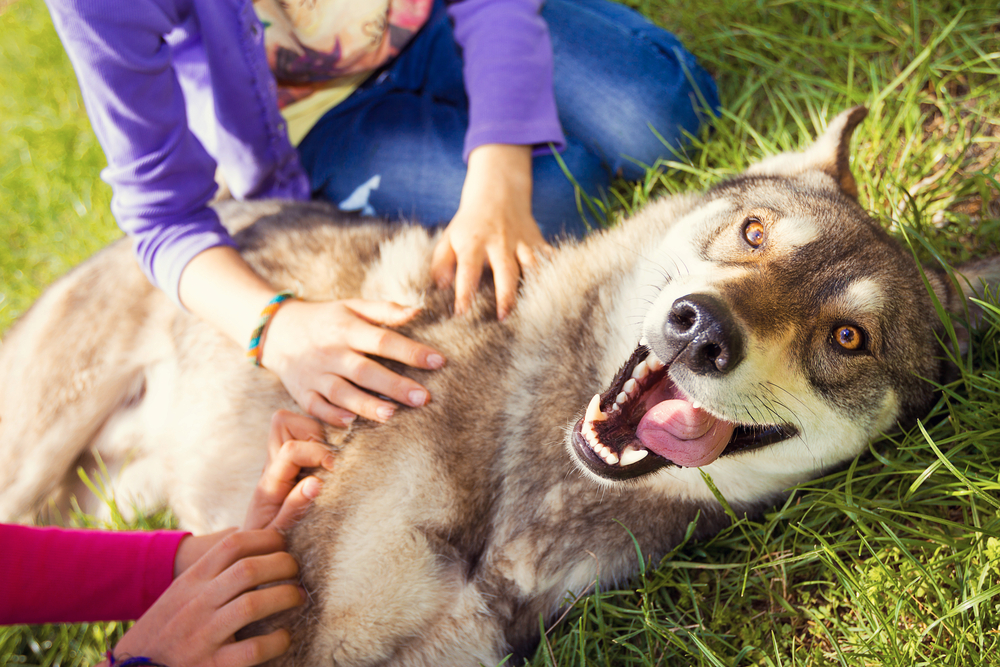 A dog that has had veterinarian services in Lancaster, PA