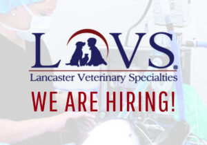 Veterinary Job Opportunities